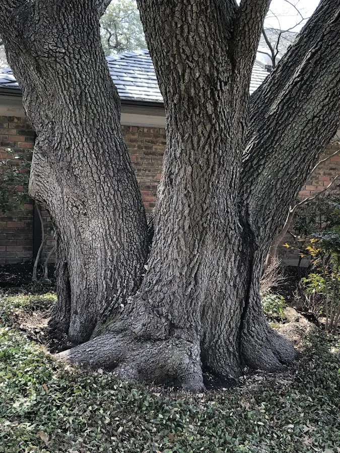 Mature heritage tree close to a Ringtown property cared for by certified arborists